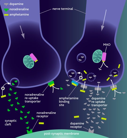 The mechanism of action of amphetamine (Source CNS Forum)