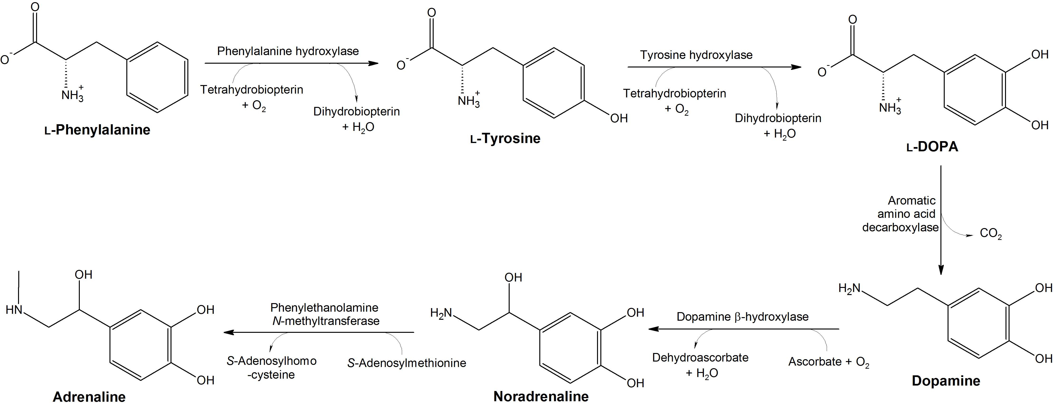 l-tyrosine dopamine supplement